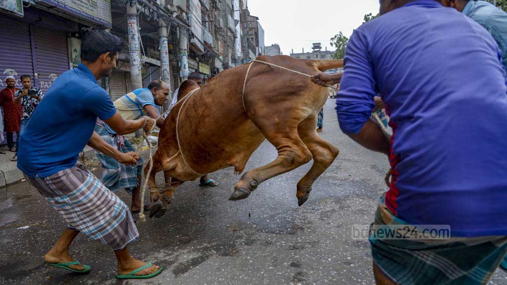 পশু কোরবানি বেড়েছে ৩.৭%