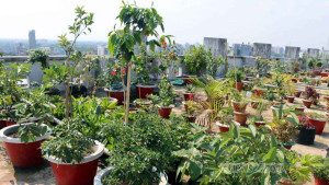 নজর কাড়ছে আদালতের ছাদের ‘স্কাই গার্ডেন’