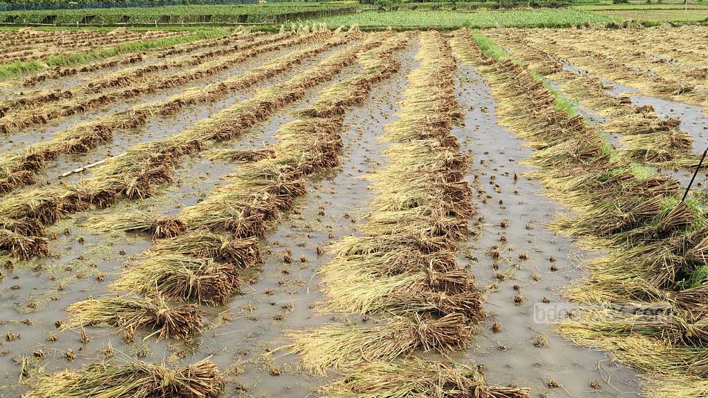 যশোরে শিলাবৃষ্টি, বোরোর ক্ষতি