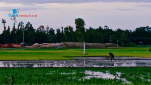 আমন রোপণের ব্যস্ততা