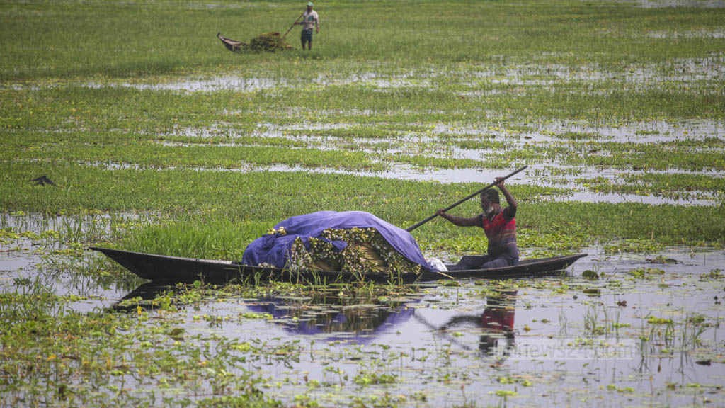 Lilyning mushuki bor