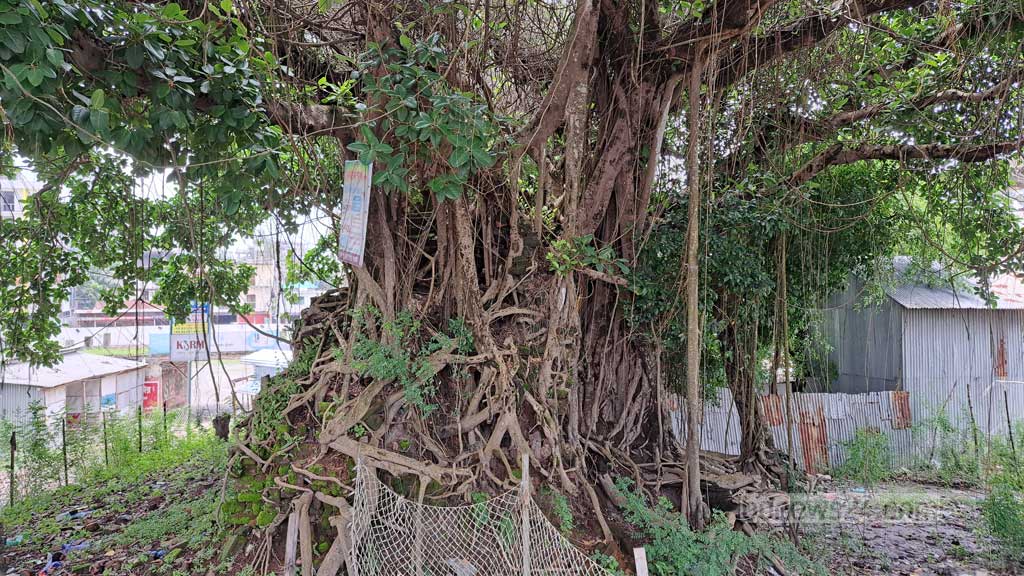 রাখাইনদের সব পাড়াতেই একটি বট বৃক্ষ থাকে। এই বৃক্ষকে তারা দেবতা মনে করে পূজা করে।