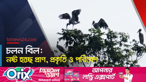 পাখিদের কলতানে মুখরিত চলনবিল, শিকারে মেতেছে অসাধু চক্র