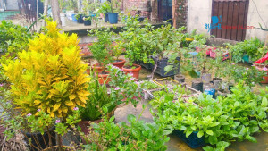 মা-বাবা ও আমার ছাদবাগান