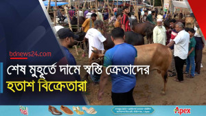 খিলক্ষেত হাটে তুলনামূলক কম দামে মিলছে কোরবানির পশু