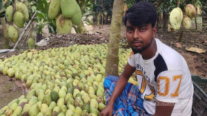 রোজায় ৩৫০ টাকা কেজি ‘বারোমাসি’ আম বেচে স্বাবলম্বী নুর ইসলাম