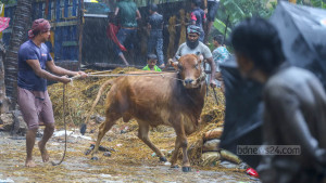 বৃষ্টিতে কোরবানির পশুর হাটে কাদা-পানি, ভোগান্তি