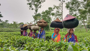 মৌলভীবাজারের চা শ্রমিকদের বঞ্চনার জীবন