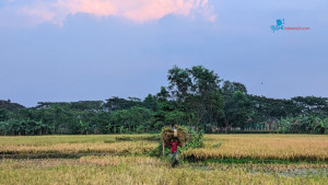 ফসল তোলার ব্যস্ততা