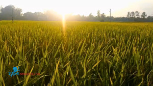 ভালোবাসি কৃষকের হাসি