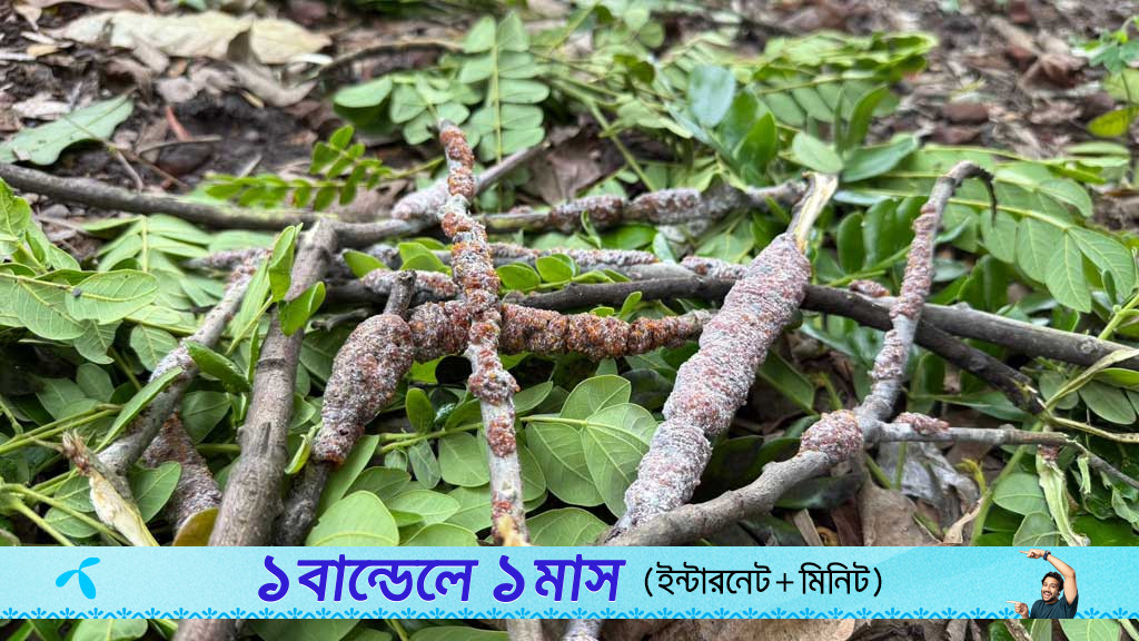 গোপালগঞ্জে জীবিকার নতুন উৎস লাক্ষা পোকার ‘রজন’