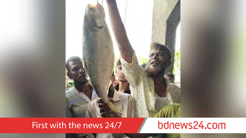 মফিজ মাঝির জালে সাড়ে ৩ কেজির ইলিশ, লক্ষ্মীপুরে বিক্রি ১০ হাজারে