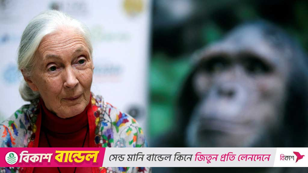 প্রকৃতি সংরক্ষণের অগ্রনায়ক, শিম্পাঞ্জি বিশেষজ্ঞ ডেম জেন গুডঅলের জীবনাবসান