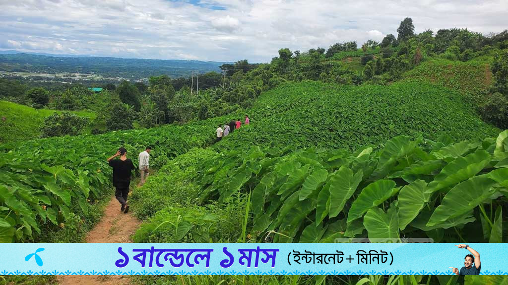সমতলের কচু চাষে বিপদ বাড়ছে পাহাড়ের