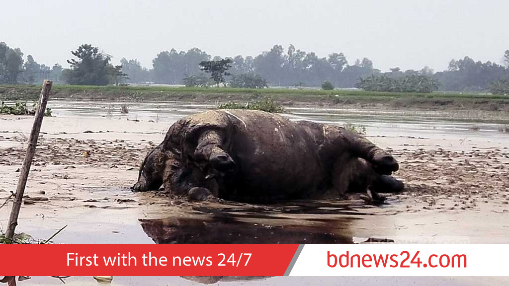 কুড়িগ্রামে দুধকুমার নদীতে ভেসে এল মৃত গন্ডার