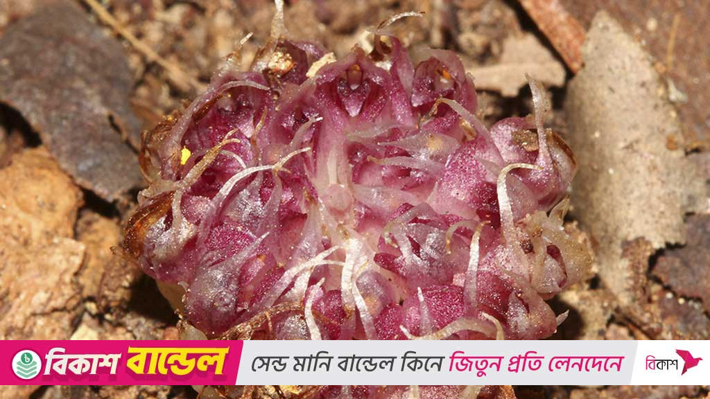 মাটির নীচে ফুল ফোটায়, জীবন কাটায় অর্কিডের এই প্রজাতি
