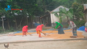 ধান শুকানো
