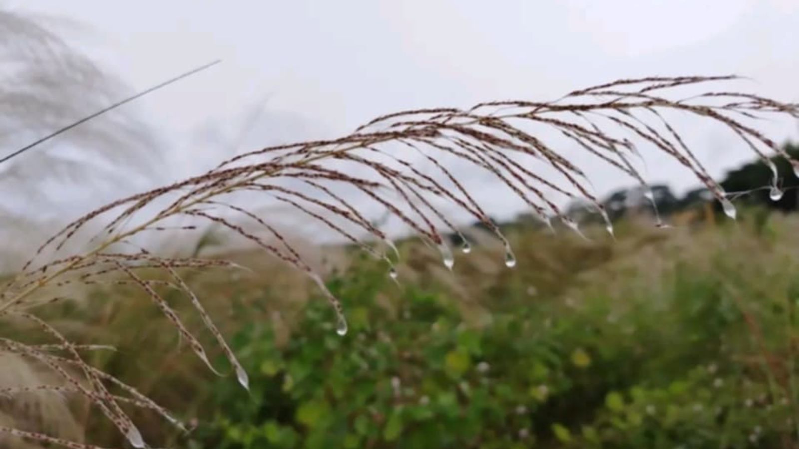 প্রকৃতিতে শীতের আগমনী বার্তা