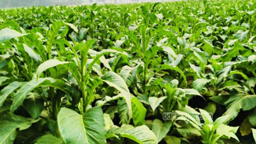 লালমনিরহাটের একটি তামাক ক্ষেত। 