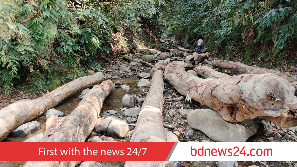 উজাড় হচ্ছে বন, মরুকরণের পথে বাংলাদেশ