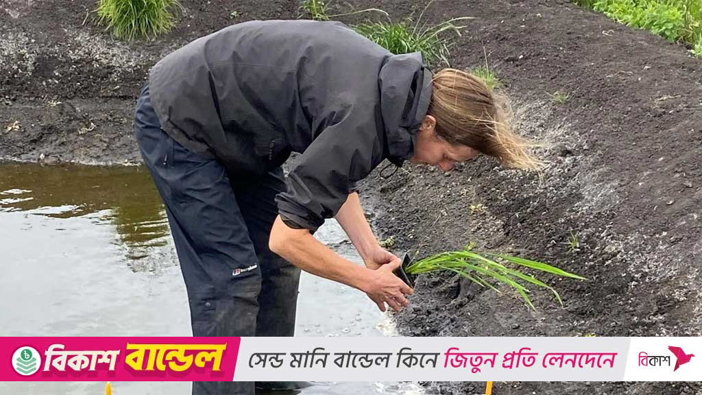 প্রথমবার ধান ফলেছে ব্রিটেনে