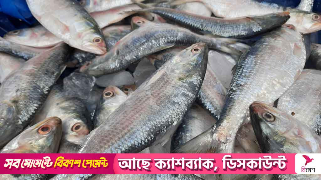 ন্যূনতম দেড় হাজার টাকা দরে ভারতে ১২০০ টন ইলিশ রপ্তানির অনুমতি