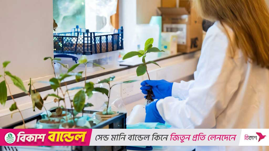 চাঁদের মাটিতে চা গাছ জন্মেছিল, ব্যর্থ হল মঙ্গলে