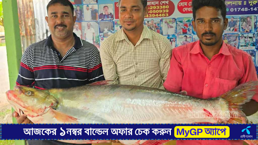 পদ্মায় ধরা পড়ল ১১ কে‌জির ‘ঢাই’ মাছ, বি‌ক্রি ৪৬ হাজারে