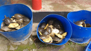 নোয়াখালীতে বিপন্ন-সংকটাপন্ন প্রজাতির জীবিত ও মৃত ৪২৫টি কচ্ছপ উদ্ধার
