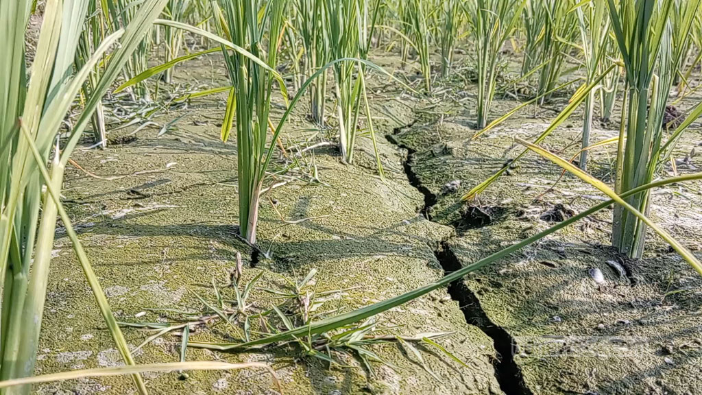 তেলসহ ত্রিমুখী সংকটে কৃষক, উৎপাদনে প্রভাব পড়ার শঙ্কা