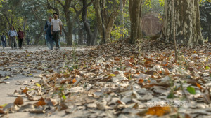 Splendour of fallen leaves in Ramna Park