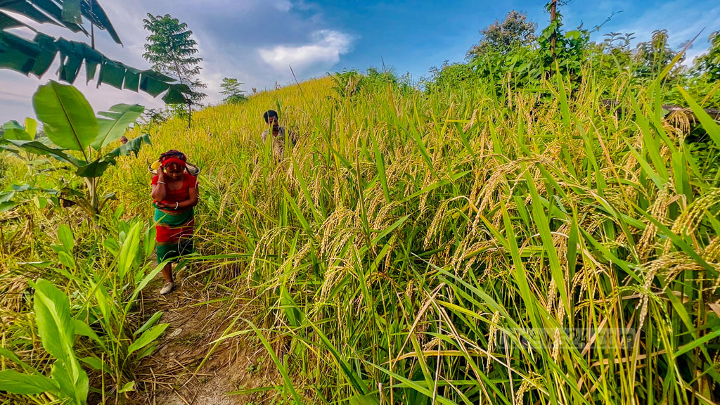 Hill farmers harvest jhum