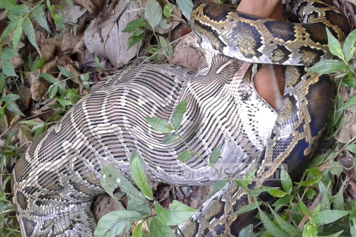 Python devours deer before onlookers in Bangladesh’s national park