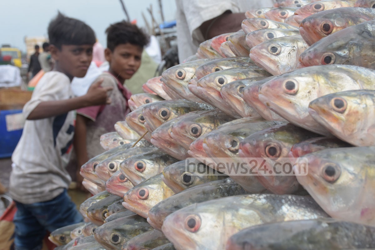 ১২ অক্টোবর থেকে ২ নভেম্বর ইলিশ ধরা নিষেধ