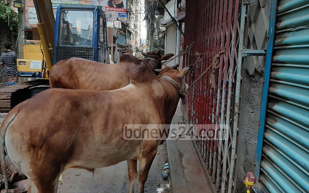 কোরবানি যেন দুই দিনেই শেষ হয়, আবেদন তাপসের