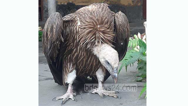 বগুড়ায় ‘হিমালয়ান’ প্রজাতির শকুন উদ্ধার