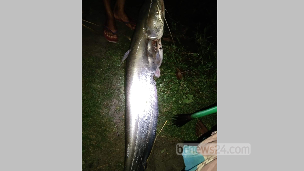 শৌখিন শিকারির কোঁচে ১৬ কেজির বোয়াল