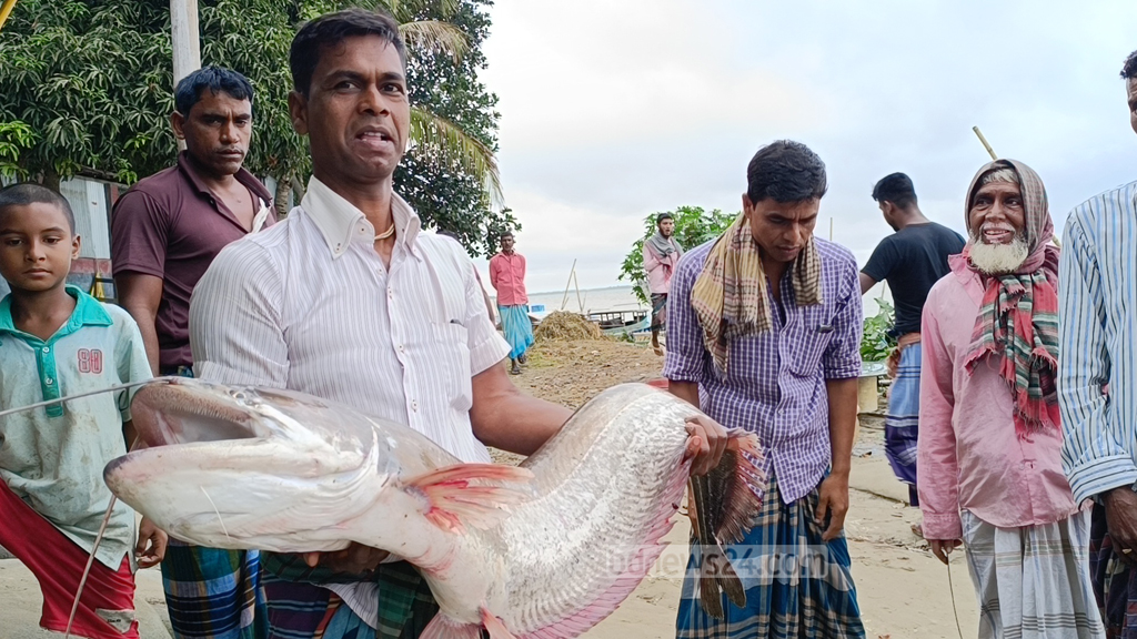 মানিকগঞ্জে পদ্মায় ধরা পড়ল সাড়ে ১২ কেজির বোয়াল