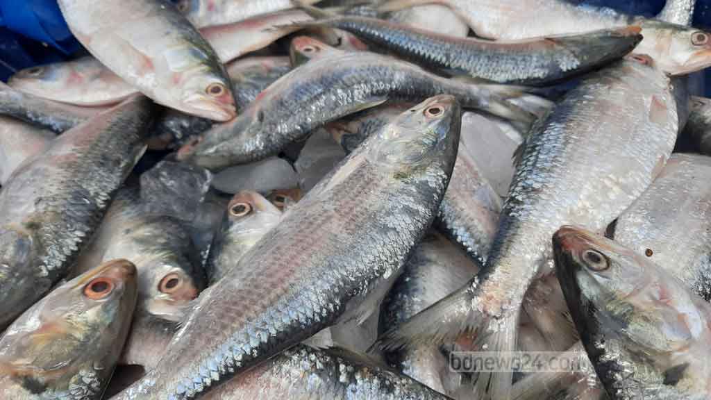 ন্যূনতম দেড় হাজার টাকা দরে ভারতে ১২০০ টন ইলিশ রপ্তানির অনুমতি