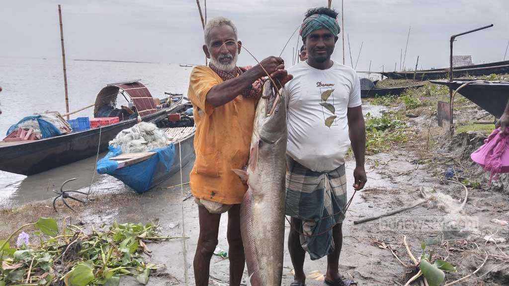 মানিকগঞ্জে পদ্মার ১২ কেজির বোয়াল বিক্রি হলো ১৫ হাজারে