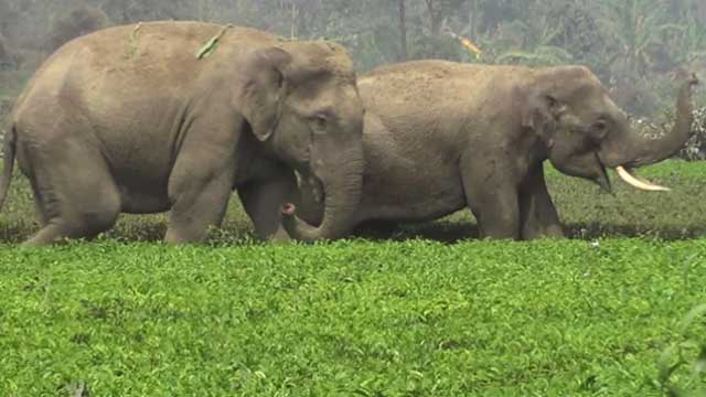 তেঁতুলিয়ায় ভারতীয় বন্য হাতির আক্রমণে আহত তরুণের মৃত্যু