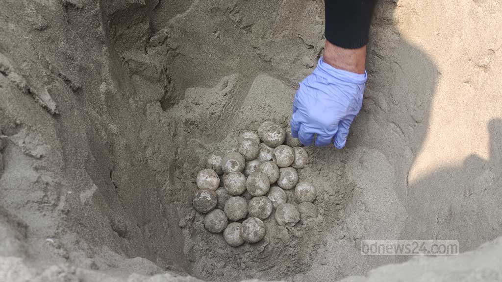 সৈকতে ডিম পেড়ে সাগরে ফিরল কাছিম