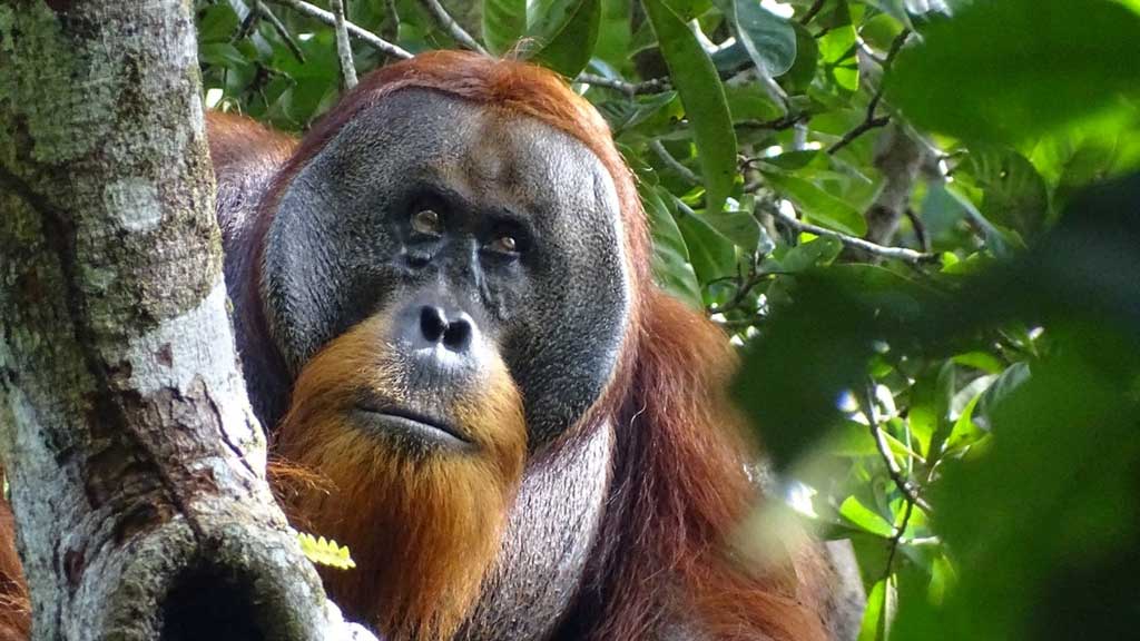 Orangutans at risk as Indonesia floods devastate habitat