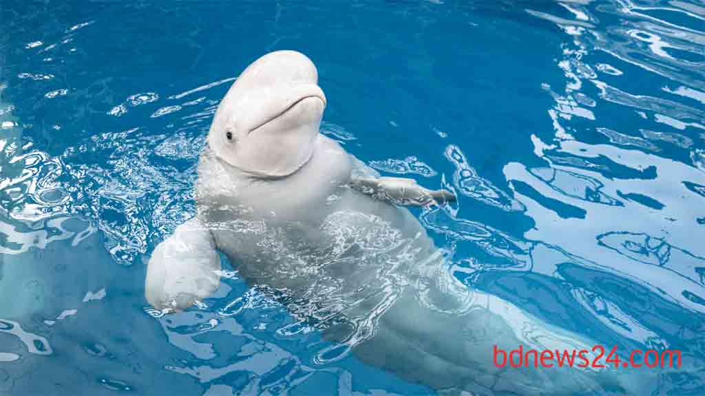 Russian 'spy whale' Hvaldimir found dead near Norway