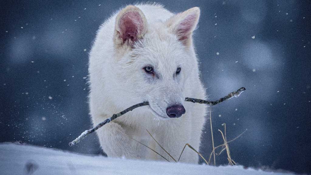 US company resurrects the extinct dire wolf, or some version of i