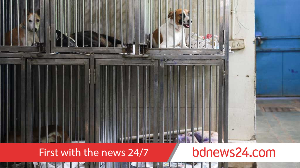 India's top court allows release of picked-up stray dogs in Delhi