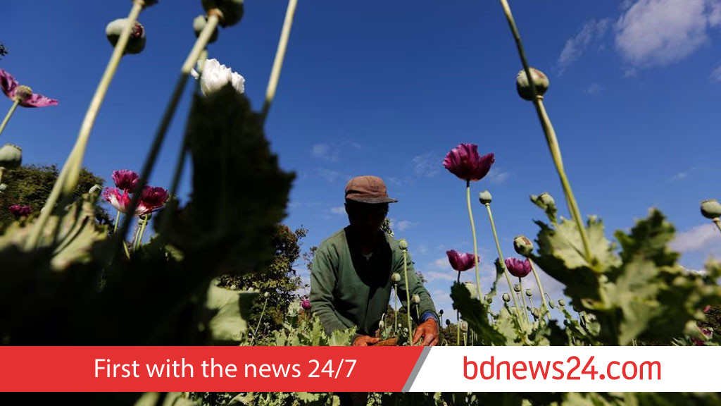 Myanmar's poppy cultivation hits highest level in a decade: UN