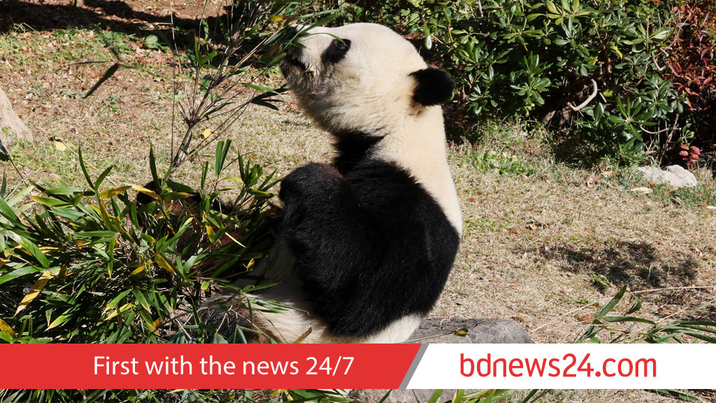 Japan's last two giant pandas are headed to China