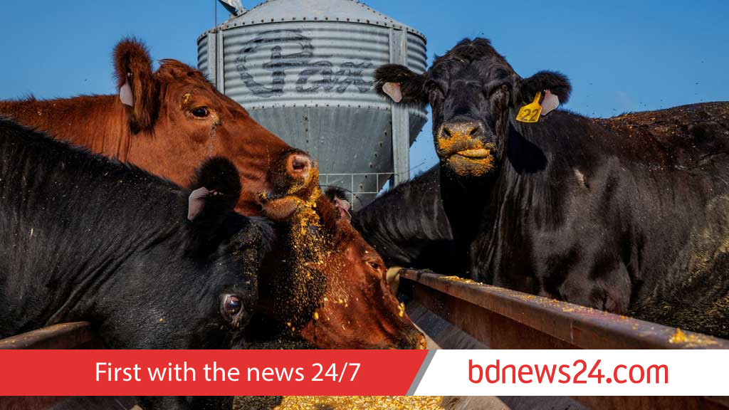 US cattle ranchers hit by push for lower beef prices