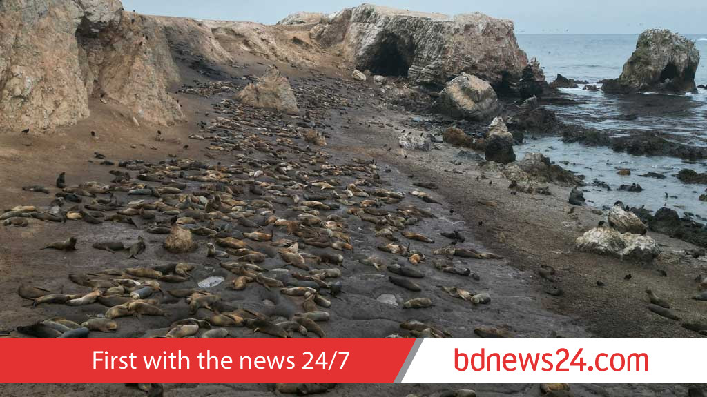 Peru's guano birds face crisis as population plummets 75%